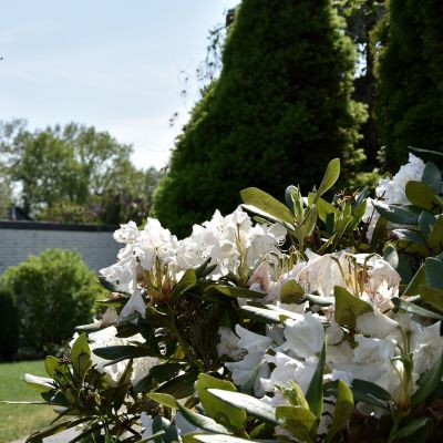 Ein Garten mit grüner Hecke und großer, weiß blühender Rhododendronpflanze im Vordergrund. Im Hintergrund sind Bäume zu sehen. Der Himmel ist blau und klar.
